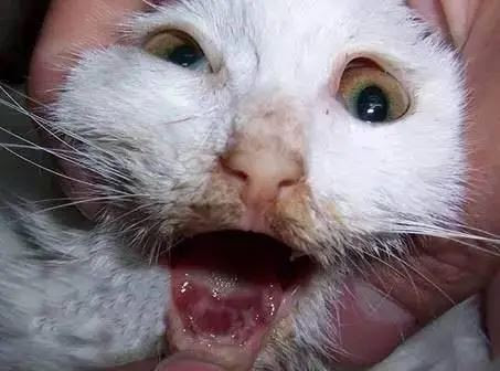 Calici Virus